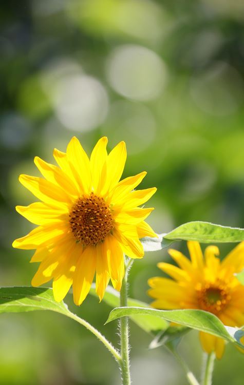 光の中で　（ひまわり）