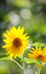 光の中で　（ひまわり）