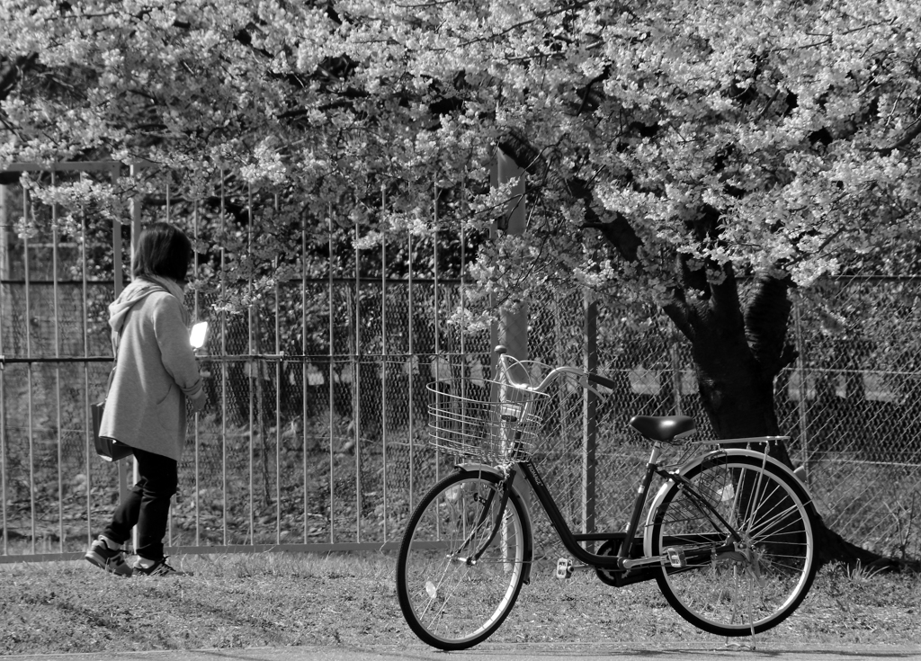 モノクロ　桜　時を止めて・・・