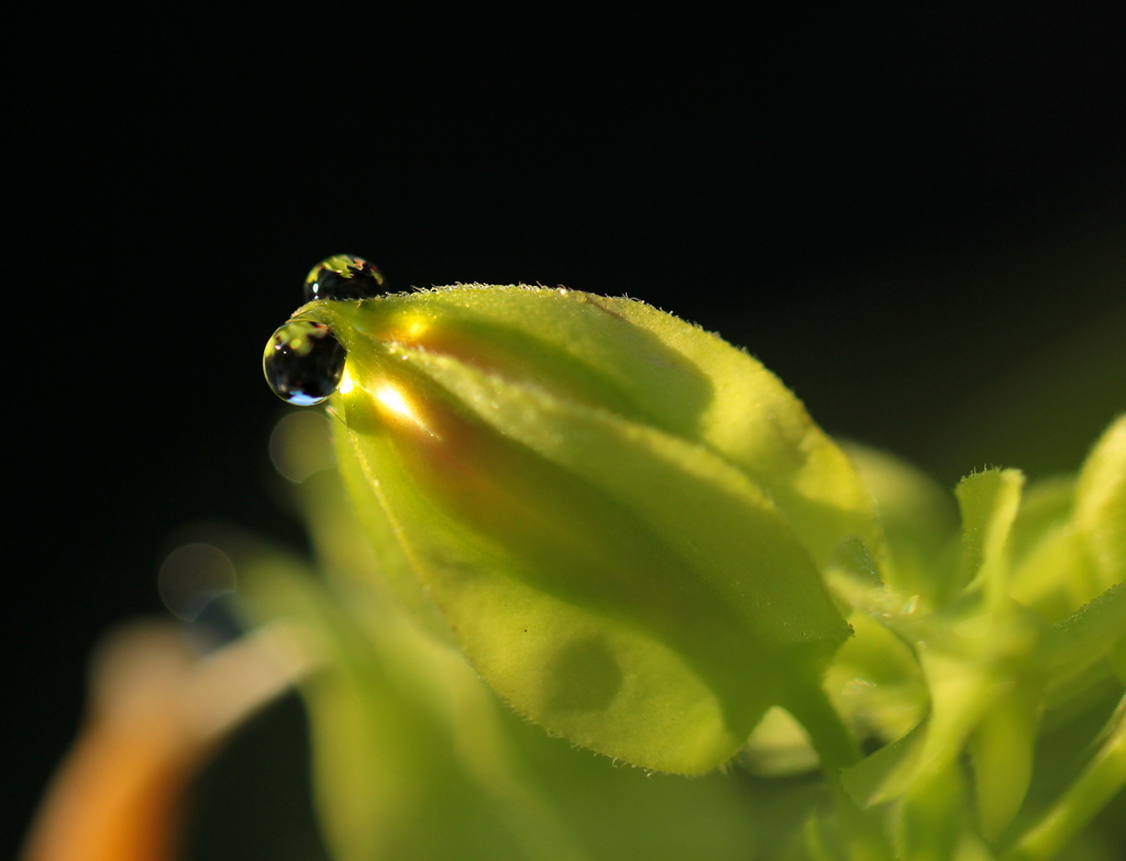 光る目　（朝露）