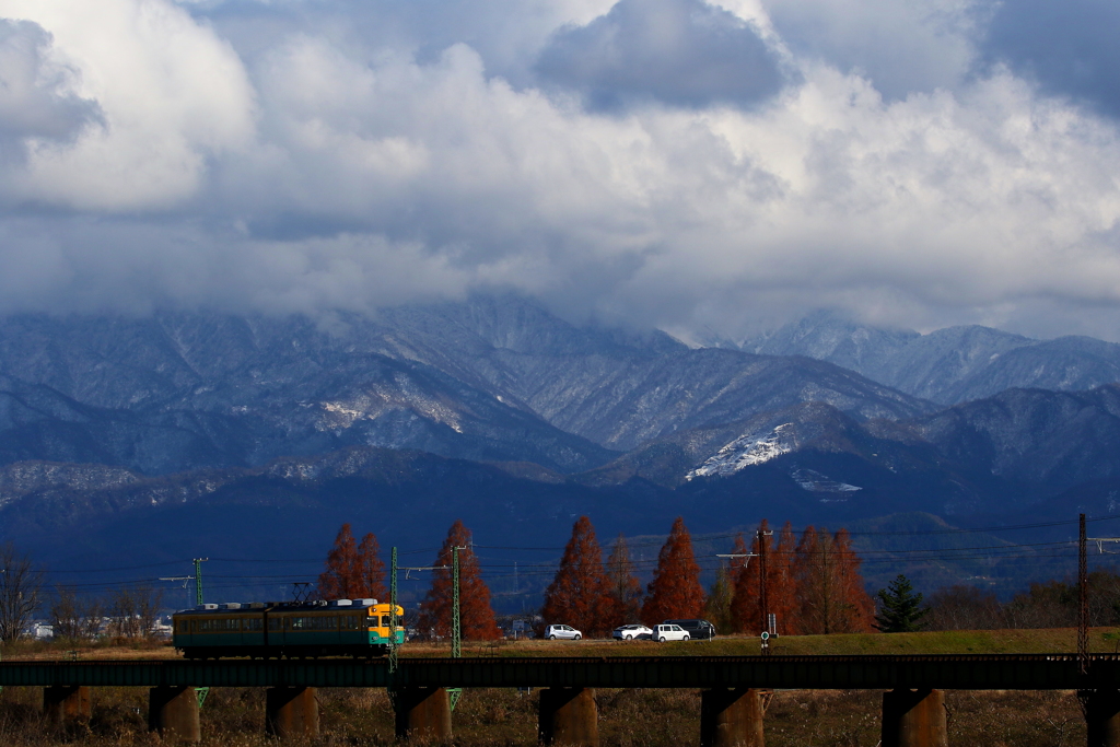 メタセコイアが並ぶ場所を通過中