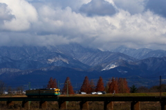 メタセコイアが並ぶ場所を通過中