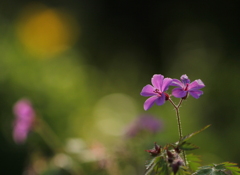 空蝉の　花を月にと　夢供養