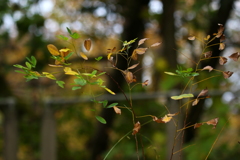 枯風に吹かれて