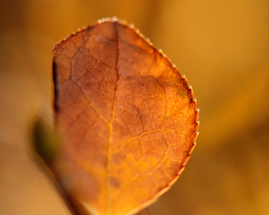 子狐の木の葉のお金・・・・物語～♪