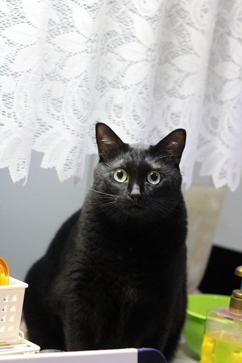 あたしの名前はニャンチュウ　