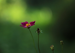 秋桜