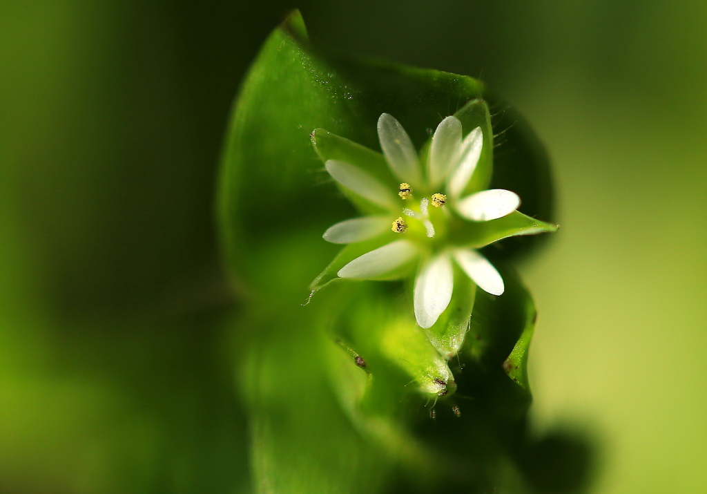 白い小さな花