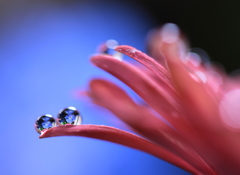 ポロポロと紫陽花雨が落ちてくる