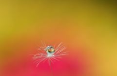 花の息吹
