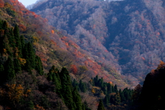 紅葉と裸木2