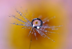 心海ＤＲＯＰＳ・・・雫の花