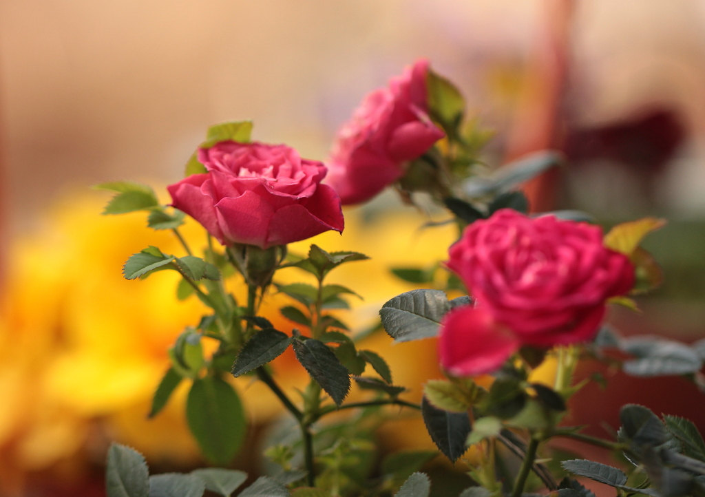 ミニ薔薇
