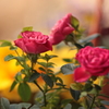 ミニ薔薇