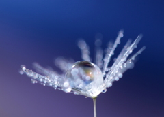 心海DROPS