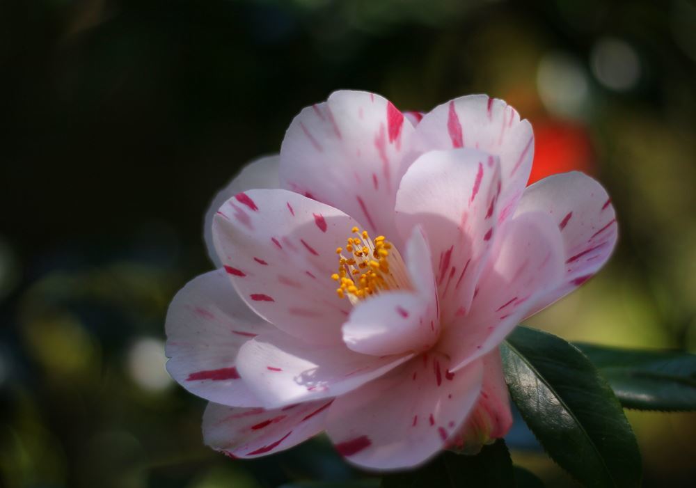 庭先に可愛い椿の花