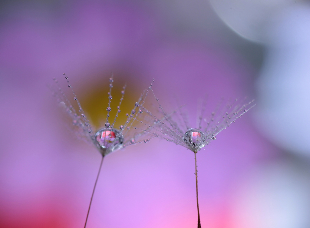 心海DROPS・・・綿毛の旅～♪