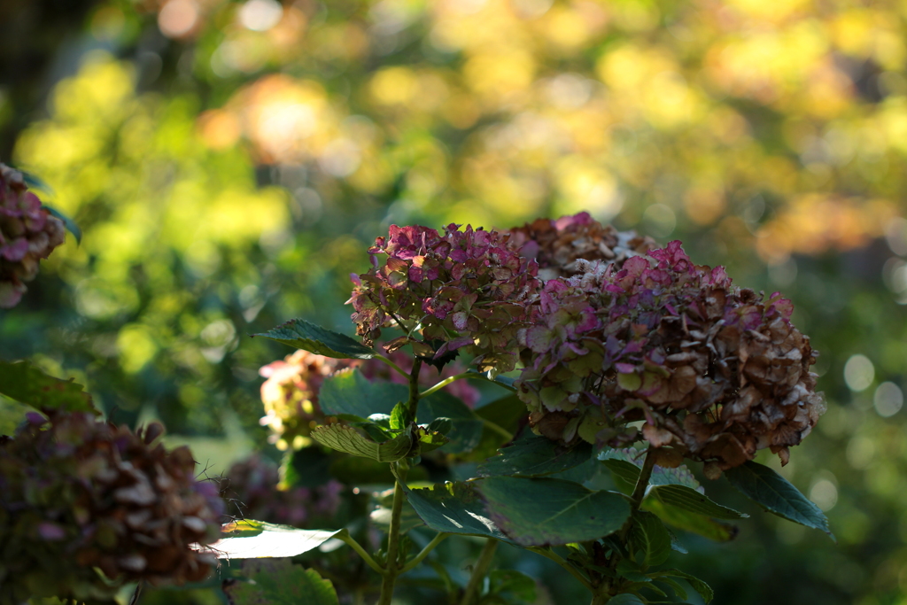 ずっと咲き続けています
