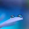 心海ＤＲＯＰＳ・・・ブルー