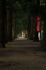 再度、栂の木並木