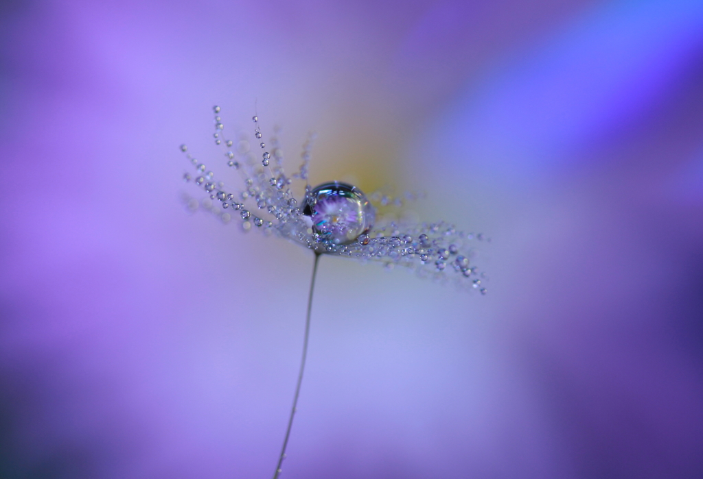 菊花ジュエリー