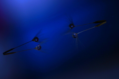 心海DROPS・・・アクロバット（静寂）