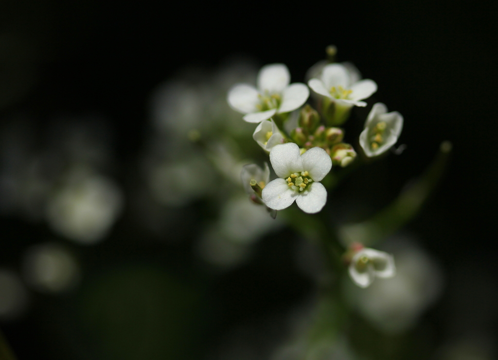 星の雫のように・・・