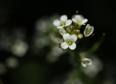 星の雫のように・・・