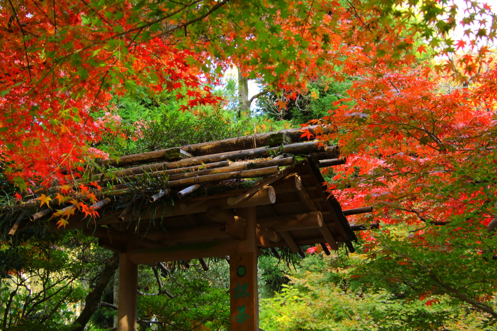 色づく紅葉