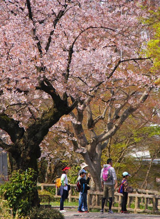 お花見ハイキング