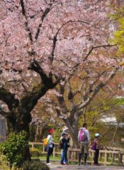 お花見ハイキング