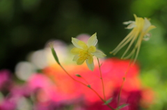 飛んで飛んで～♪　花園へ