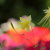 飛んで飛んで～♪　花園へ