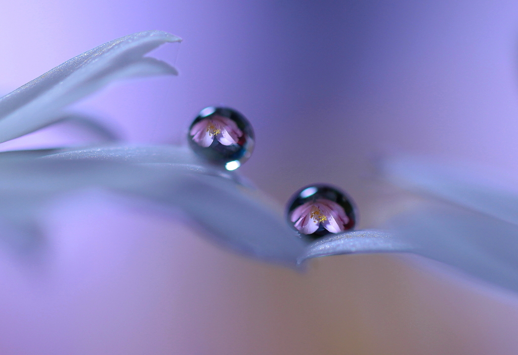心海ｄｒｏｐｓ