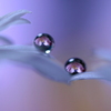 心海ｄｒｏｐｓ