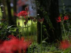 森の中、曼珠沙華