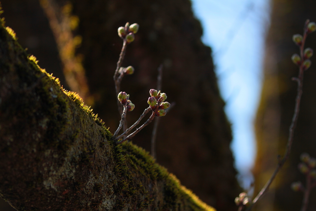 もう少しだけ、待の時
