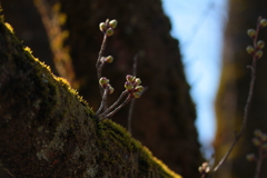 もう少しだけ、待の時