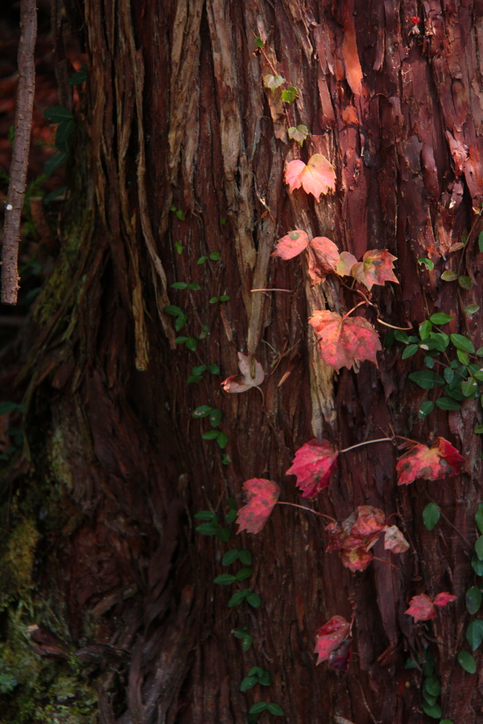 小さな秋が絡む