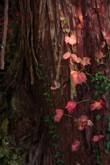 小さな秋が絡む