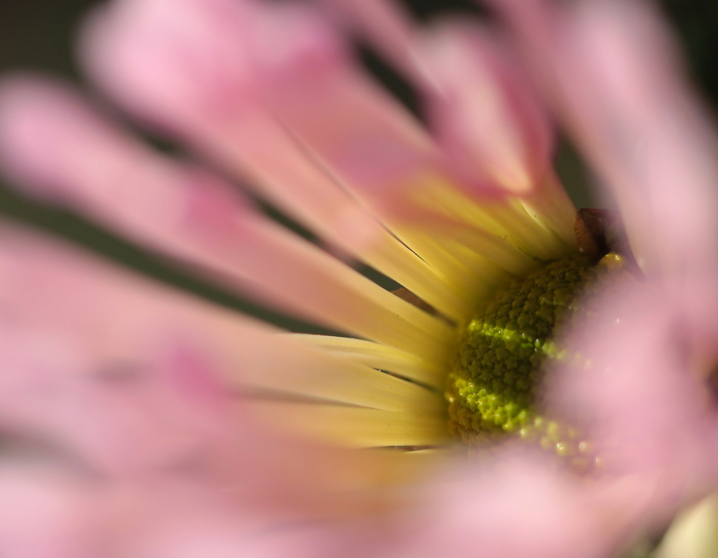 菊
