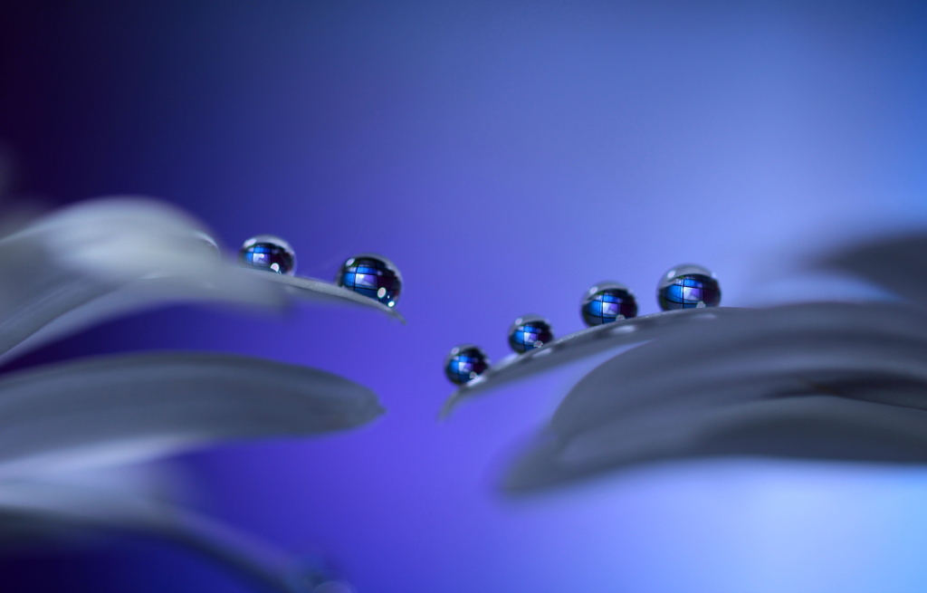 心海ＤＲＯＰＳ・・・purple