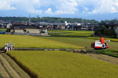 稲刈り