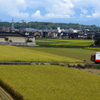 稲刈り