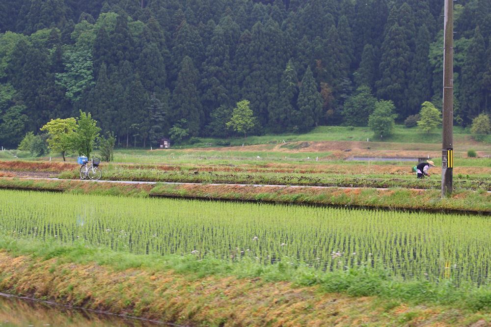 田植え直し　(山での暮らし）