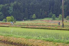 田植え直し　(山での暮らし）