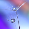 ＤＲＯＰｓ
