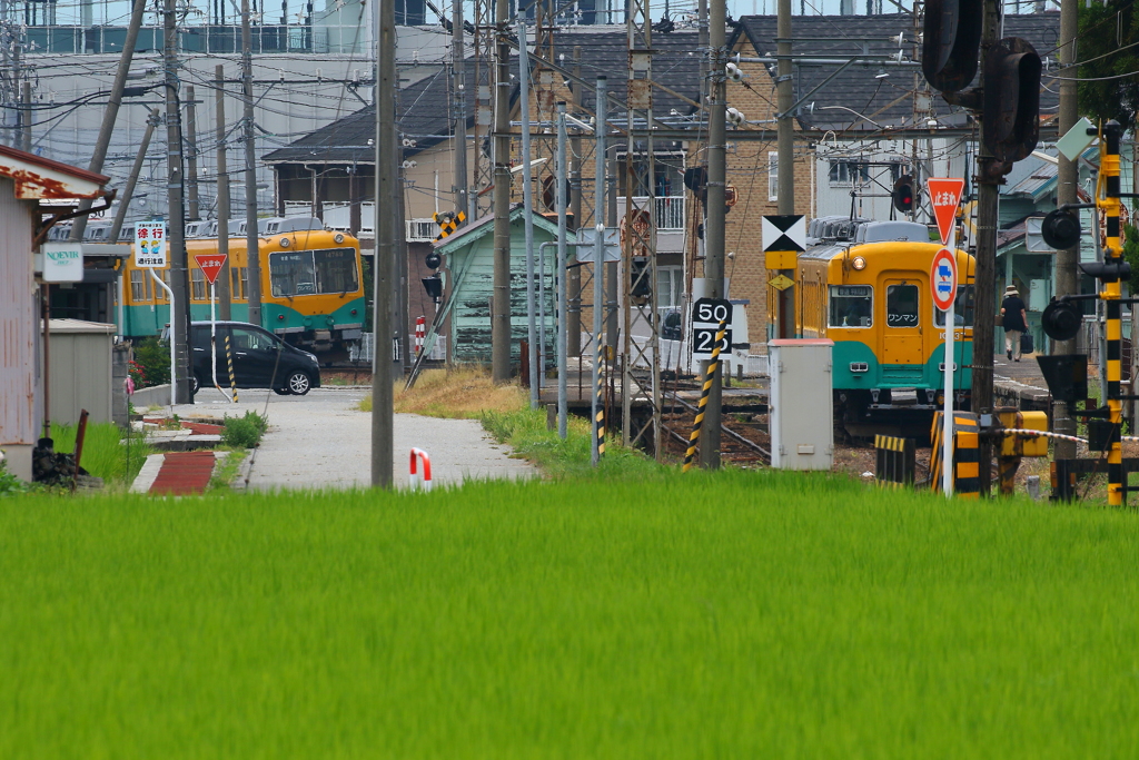 カボチャラッシュ