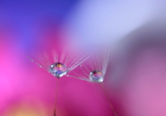 花～♪輪舞