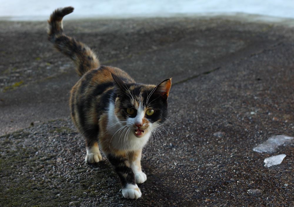 ゴハンチョウダイ